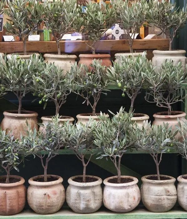 Hybrid_Italian_Sweet_Olive_🫒🫒🫒_Grafting_Plant_(Pack_Of_1)