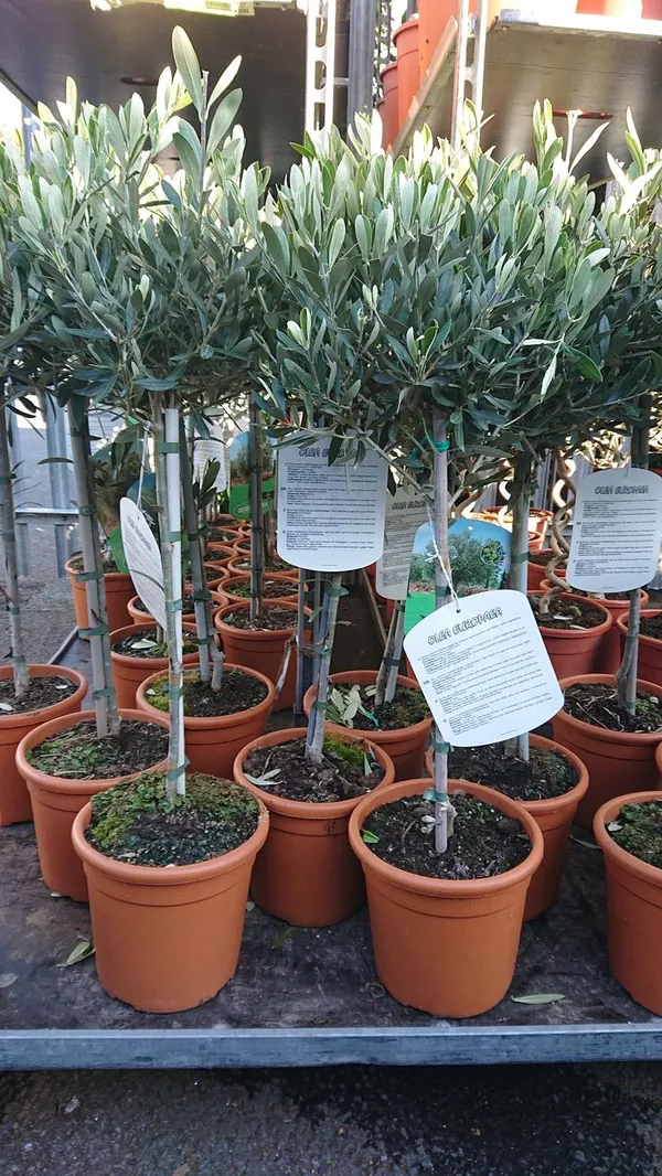 Hybrid_Italian_Sweet_Olive_🫒🫒🫒_Grafting_Plant_(Pack_Of_1)