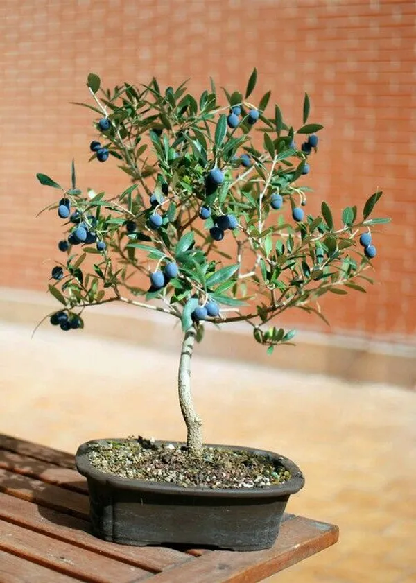 Hybrid_Italian_Sweet_Olive_🫒🫒🫒_Grafting_Plant_(Pack_Of_1)