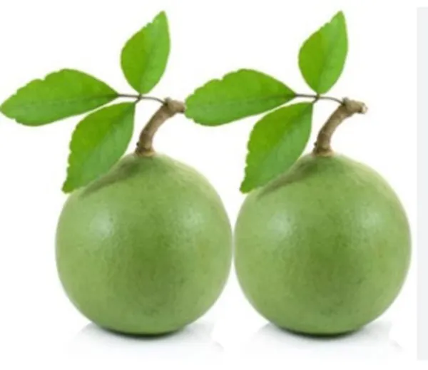 Hybrid_Seedless_Bel_Fruit_Plant_(Pack_Of-1_)