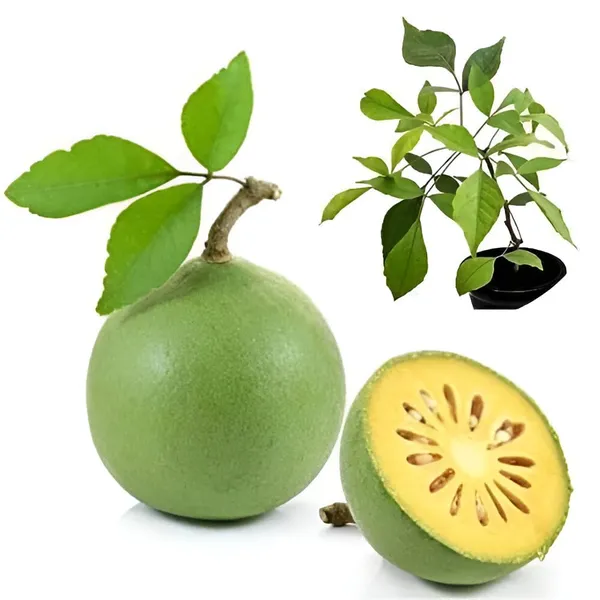 Hybrid_Seedless_Bel_Fruit_Plant_(Pack_Of-1_)