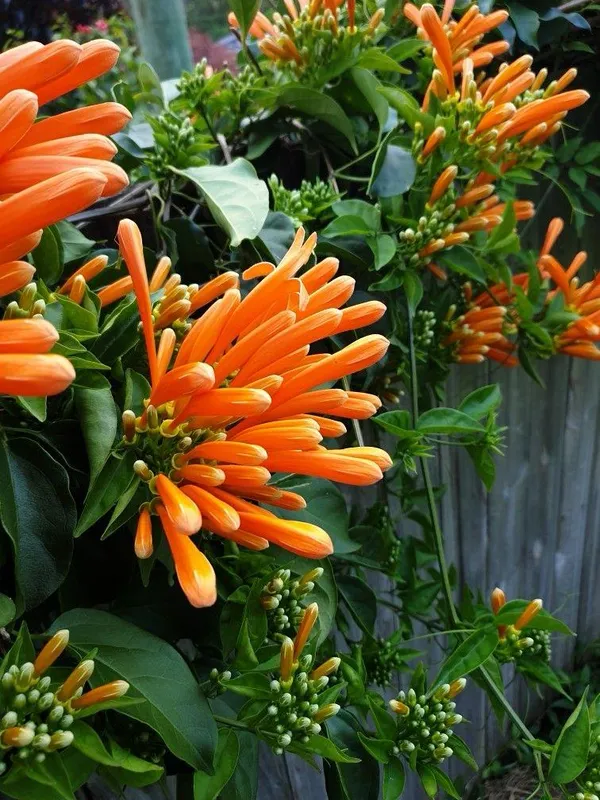 Hybrid_Flame_Vine_Flower_Plant_(Pack_Of-1_)