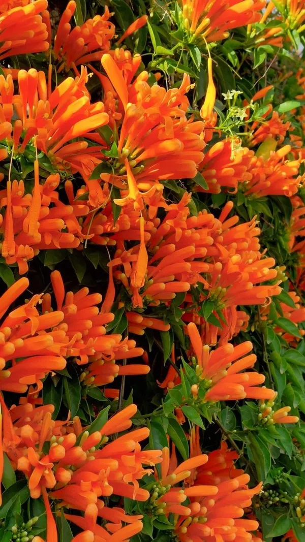 Hybrid_Flame_Vine_Flower_Plant_(Pack_Of-1_)
