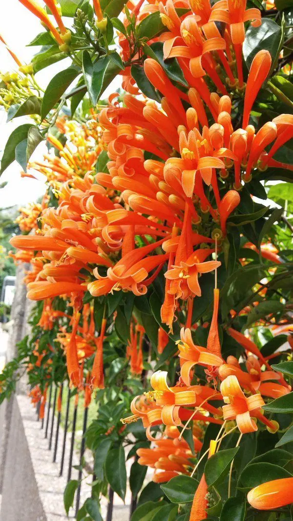 Hybrid_Flame_Vine_Flower_Plant_(Pack_Of-1_)