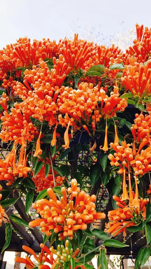 Hybrid_Flame_Vine_Flower_Plant_(Pack_Of-1_)