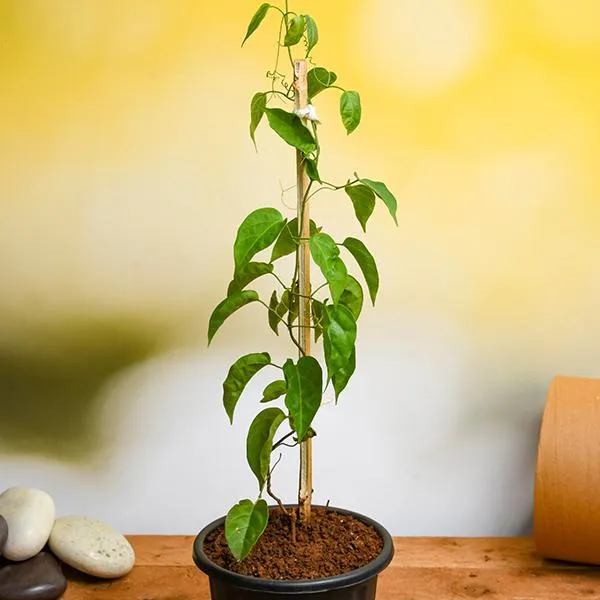 Hybrid_Flame_Vine_Flower_Plant_(Pack_Of-1_)