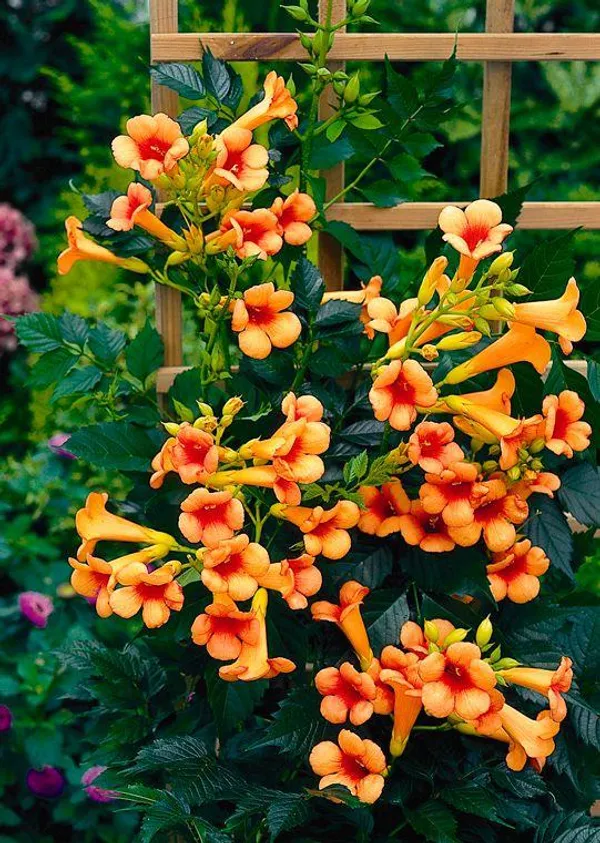 Hybrid_Flame_Vine_Flower_Plant_(Pack_Of-1_)
