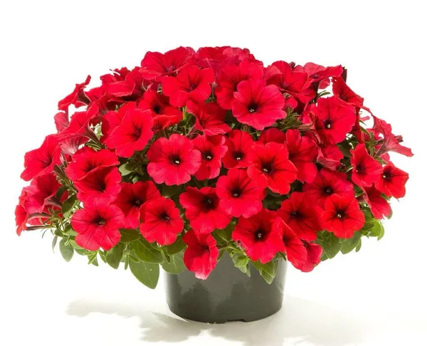 Red_Petunia_Flower_Plant_(Pack_Of-1_)