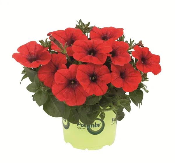 Red_Petunia_Flower_Plant_(Pack_Of-1_)