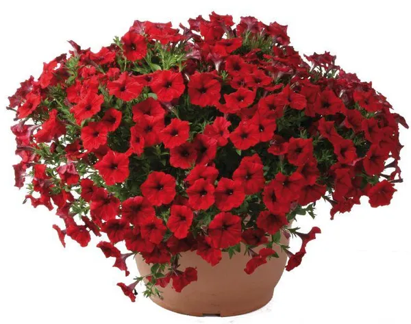 Red_Petunia_Flower_Plant_(Pack_Of-1_)