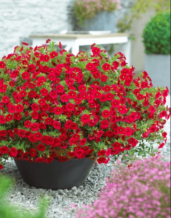 Red_Petunia_Flower_Plant_(Pack_Of-1_)