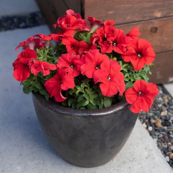 Red_Petunia_Flower_Plant_(Pack_Of-1_)