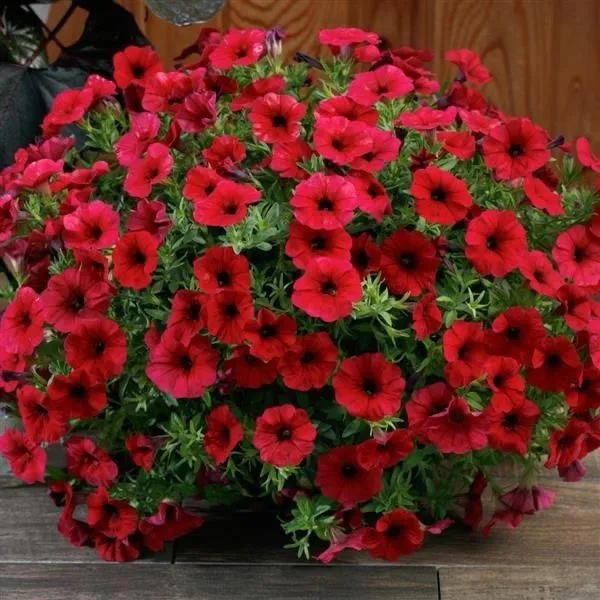 Red_Petunia_Flower_Plant_(Pack_Of-1_)