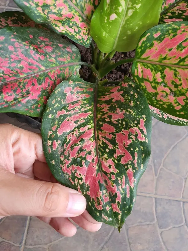 Hybrid_Aglaonema_Red_Plant_(Pack_Of-1)
