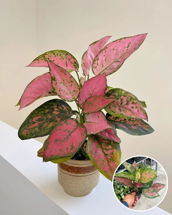 Hybrid_Aglaonema_Red_Plant_(Pack_Of-1)