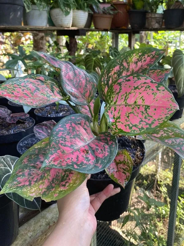 Hybrid_Aglaonema_Red_Plant_(Pack_Of-1)