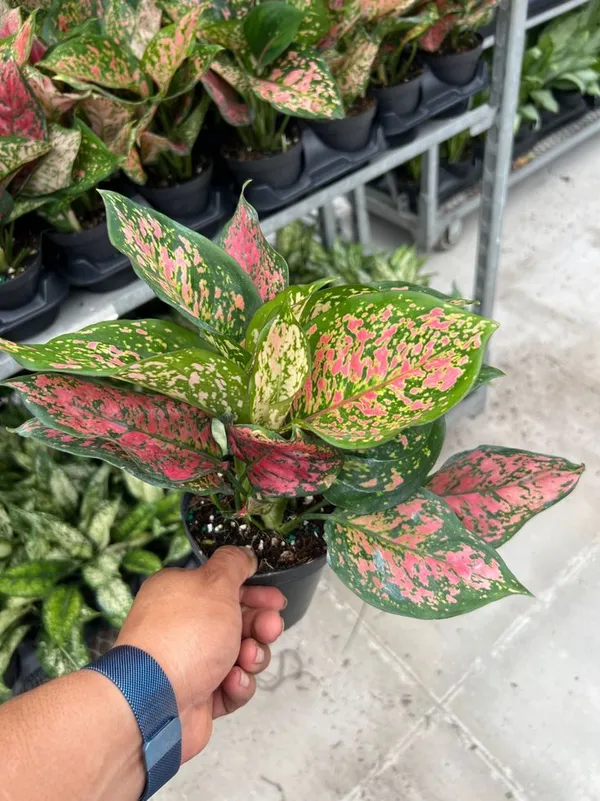 Hybrid_Aglaonema_Red_Plant_(Pack_Of-1)
