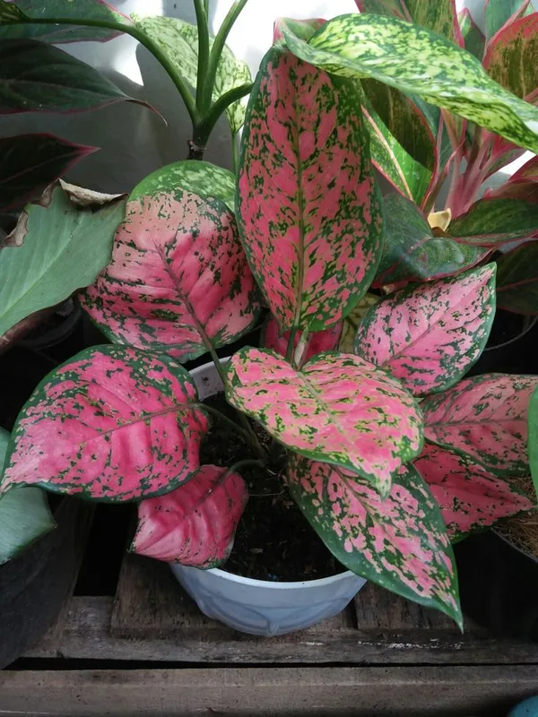 Hybrid_Aglaonema_Red_Plant_(Pack_Of-1)
