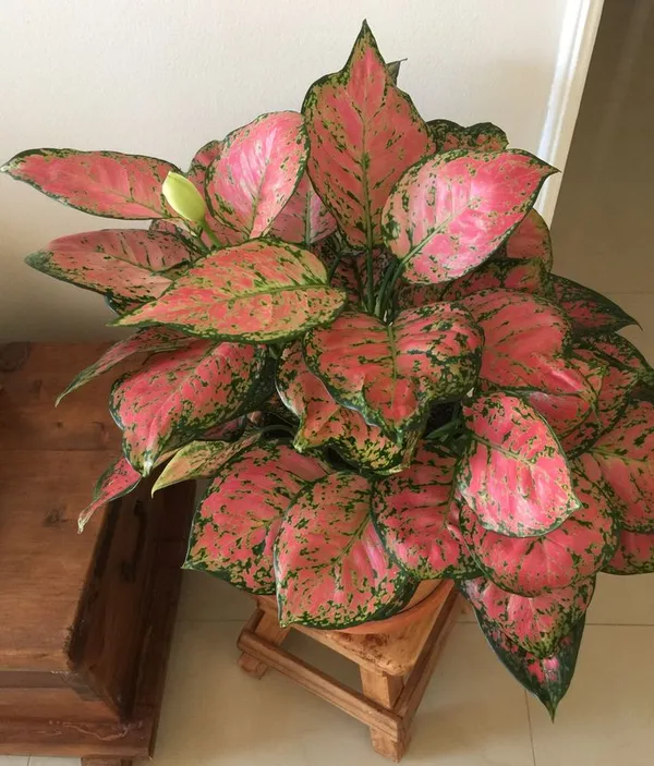 Hybrid_Aglaonema_Red_Plant_(Pack_Of-1)