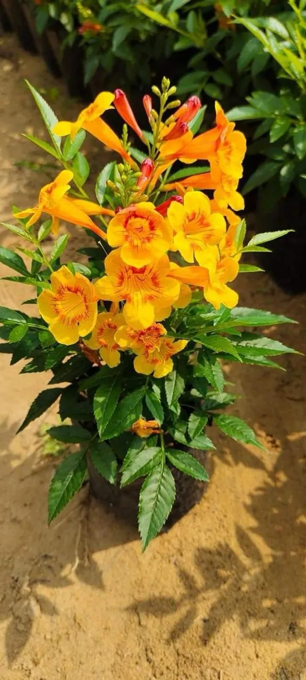 Tecoma_Yellow_Flower_Plant_(Pack_Of-1_)