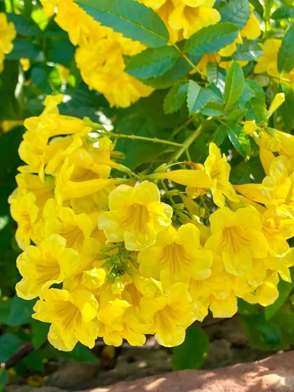Tecoma_Yellow_Flower_Plant_(Pack_Of-1_)