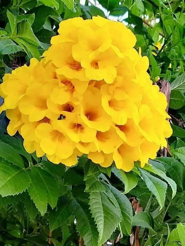 Tecoma_Yellow_Flower_Plant_(Pack_Of-1_)