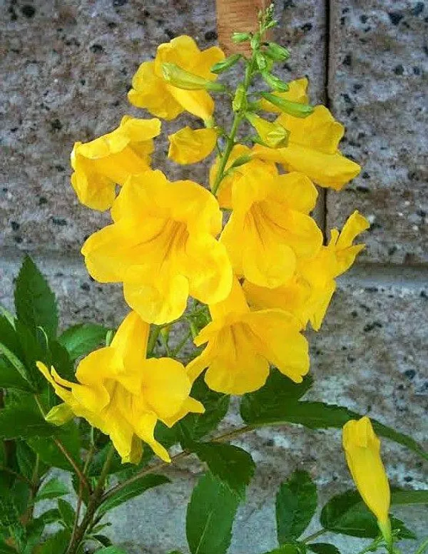 Tecoma_Yellow_Flower_Plant_(Pack_Of-1_)