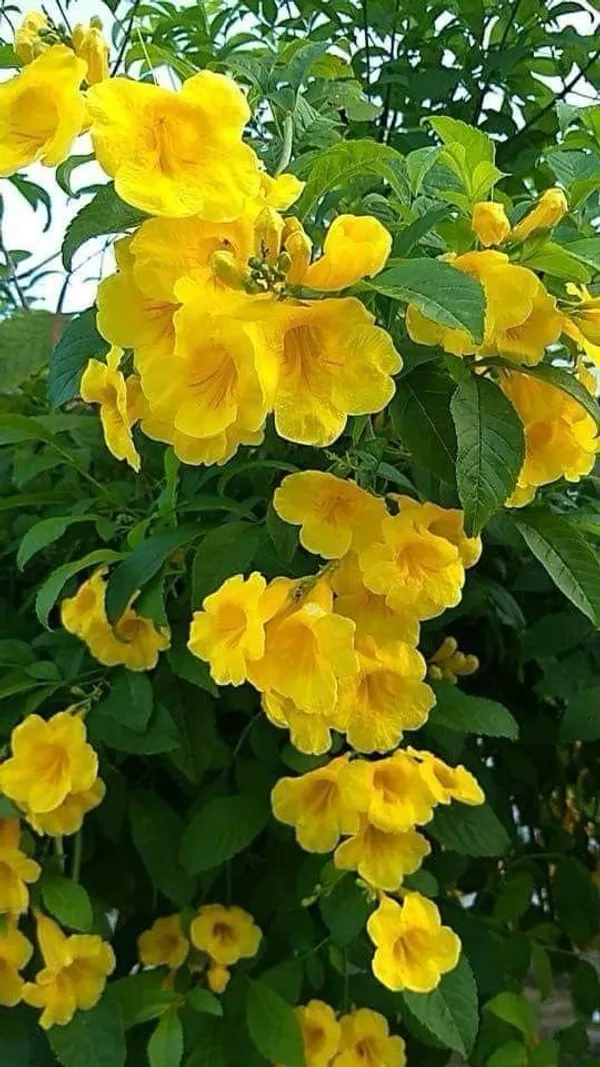 Tecoma_Yellow_Flower_Plant_(Pack_Of-1_)
