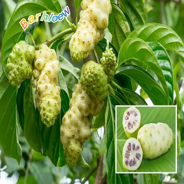 Seedling_Noni_Fruit_Plant_(Pack_Of-1)