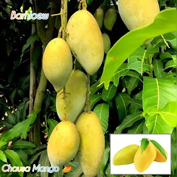 Hybrid_Chausa_Mango_🥭🥭🥭_Grafting_Fruit_Live_Plant_(1.5-3_Feet_Height_Pack_Of_1)