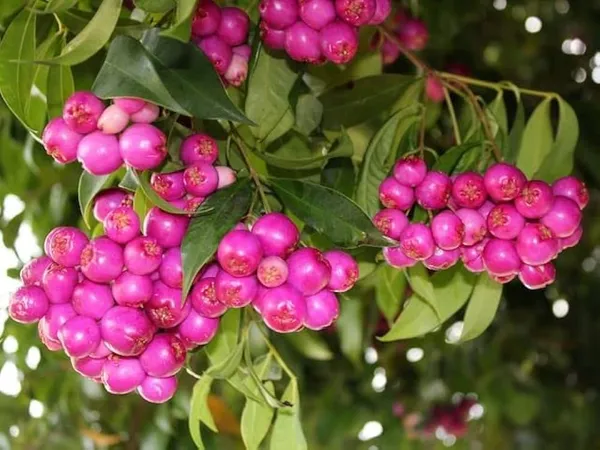 Hybrid_Australian_Lilly_Pilly_Fruit_Plant_(Pack_Of-1_)