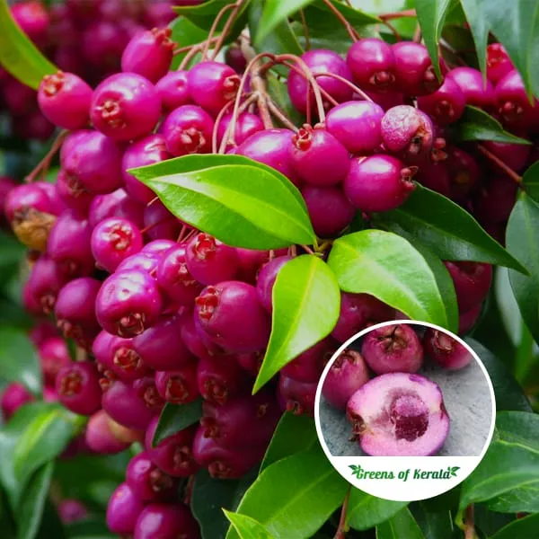 Hybrid_Australian_Lilly_Pilly_Fruit_Plant_(Pack_Of-1_)