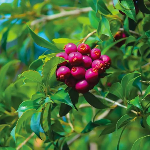 Hybrid_Australian_Lilly_Pilly_Fruit_Plant_(Pack_Of-1_)