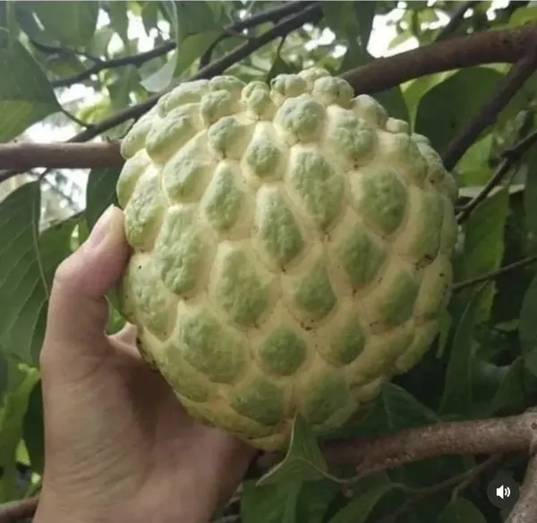 Hybrid_Custard_Apple_Grafting_Plant_(Pack_Of_1)