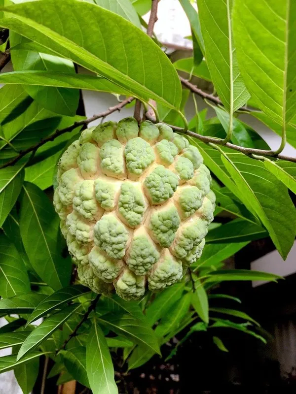 Hybrid_Custard_Apple_Grafting_Plant_(Pack_Of_1)