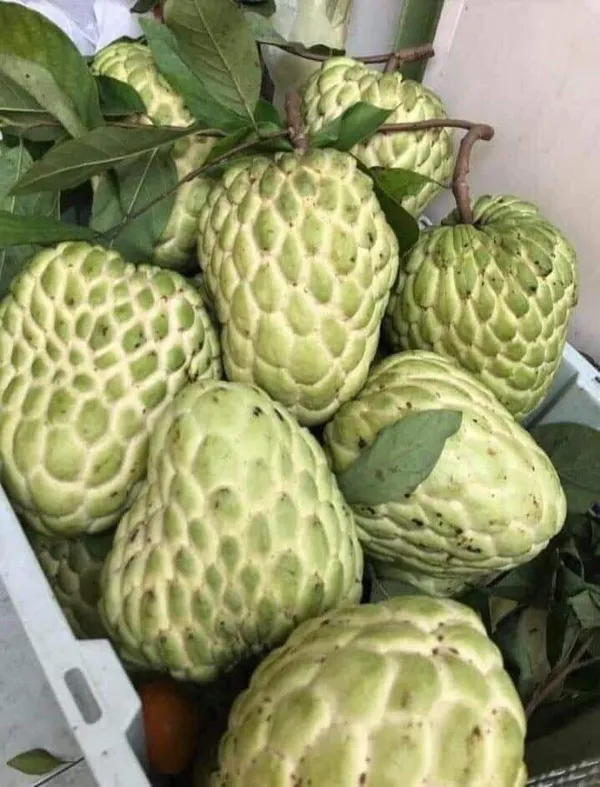 Hybrid_Custard_Apple_Grafting_Plant_(Pack_Of_1)