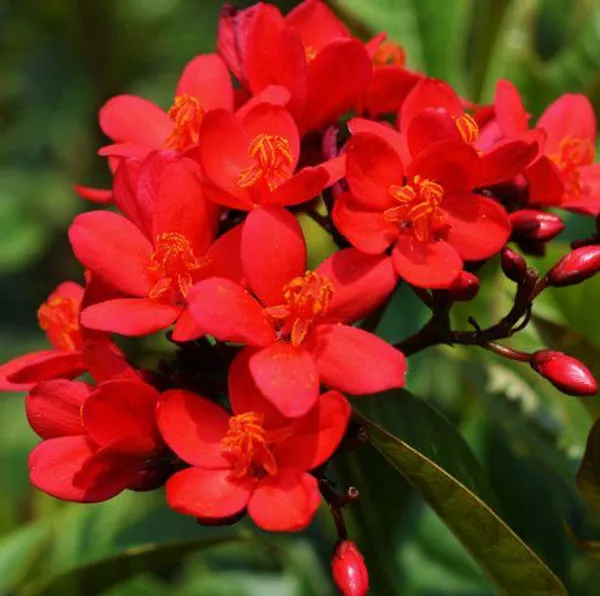 Jatropha_Flower_Plant_(Pack_Of-1_)