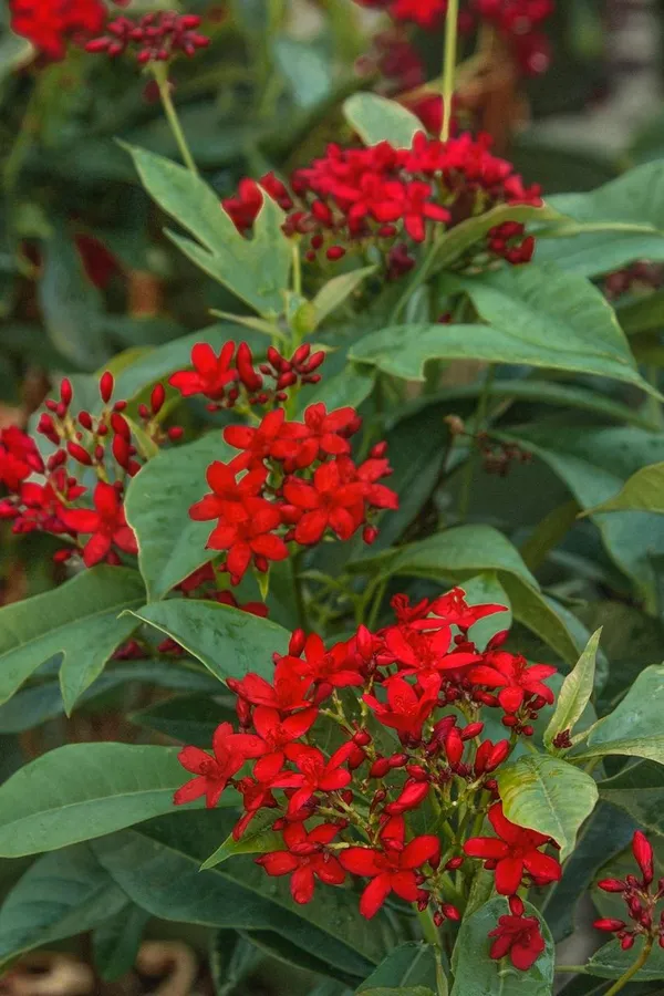 Jatropha_Flower_Plant_(Pack_Of-1_)