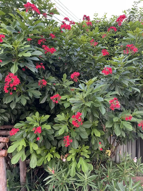 Jatropha_Flower_Plant_(Pack_Of-1_)