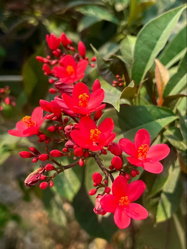Jatropha_Flower_Plant_(Pack_Of-1_)