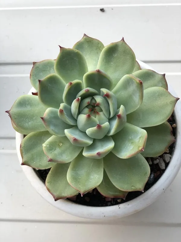 Succulent_Laxmi_Kamal_Indor_Plant_(Pack_Of-2_)