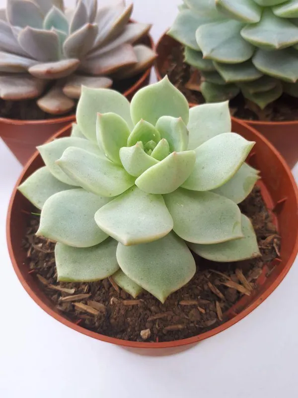Succulent_Laxmi_Kamal_Indor_Plant_(Pack_Of-2_)