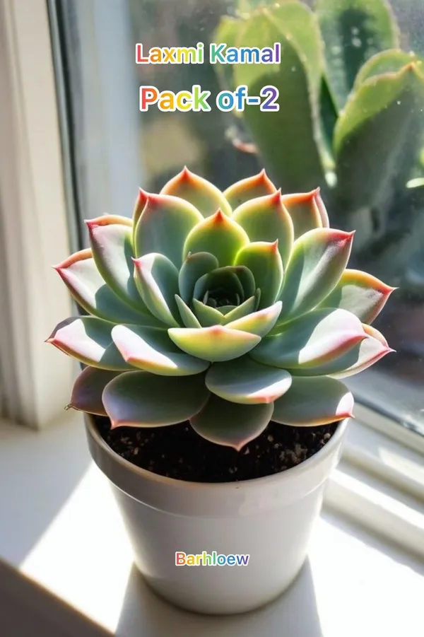 Succulent_Laxmi_Kamal_Indor_Plant_(Pack_Of-2_)