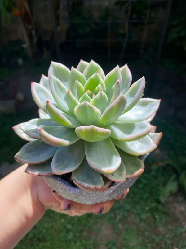 Succulent_Laxmi_Kamal_Indor_Plant_(Pack_Of-2_)