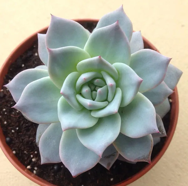 Succulent_Laxmi_Kamal_Indor_Plant_(Pack_Of-2_)