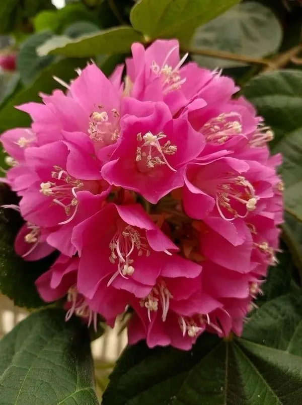 Hybrid_Dombeya_Pink_Flower_Plant_(_Pack_Of-1_)
