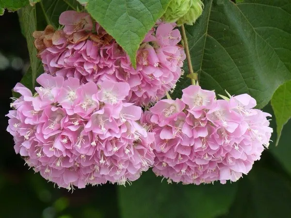 Hybrid_Dombeya_Pink_Flower_Plant_(_Pack_Of-1_)