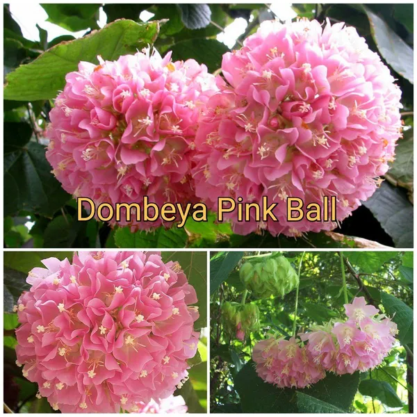 Hybrid_Dombeya_Pink_Flower_Plant_(_Pack_Of-1_)