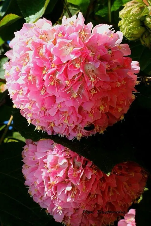 Hybrid_Dombeya_Pink_Flower_Plant_(_Pack_Of-1_)