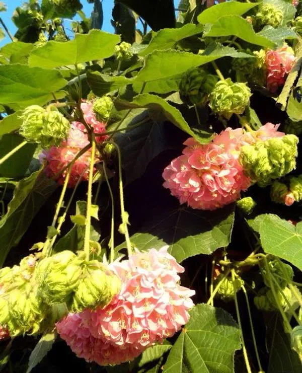 Hybrid_Dombeya_Pink_Flower_Plant_(_Pack_Of-1_)
